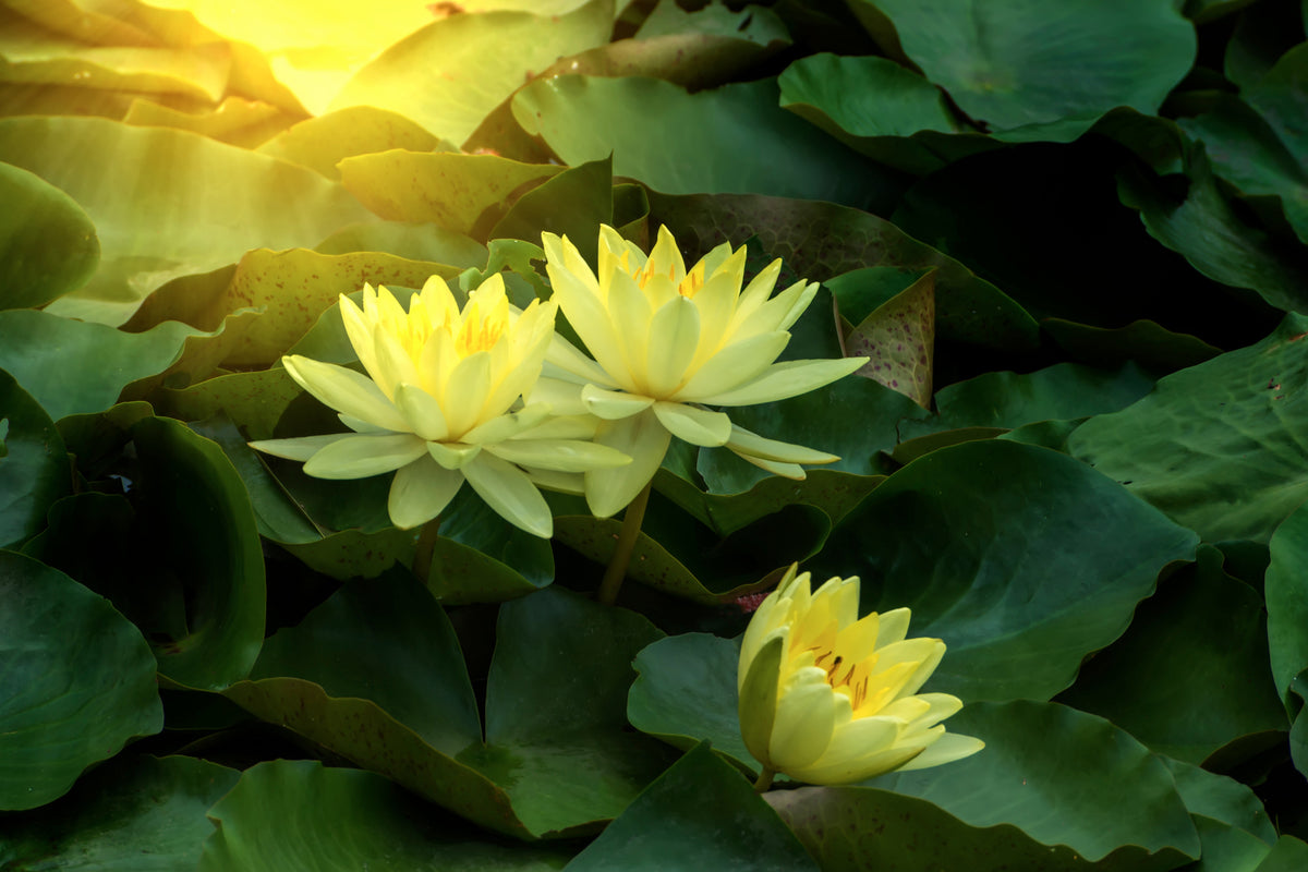 framedposter-print-wild-lotus
