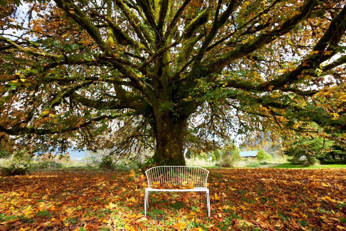 3-piece-canvas-print-my-favorite-tree