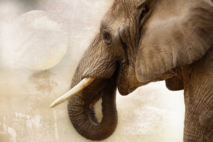 poster-print-portrait-of-an-elephant