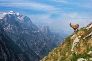 framedposter-print-alpine-ibex-in-the-mountains-x