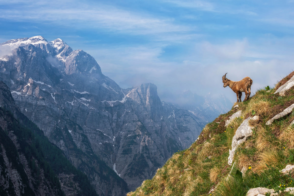 framedposter-print-alpine-ibex-in-the-mountains-x