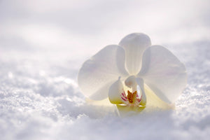 acrylic-print-the-orchids-bloom