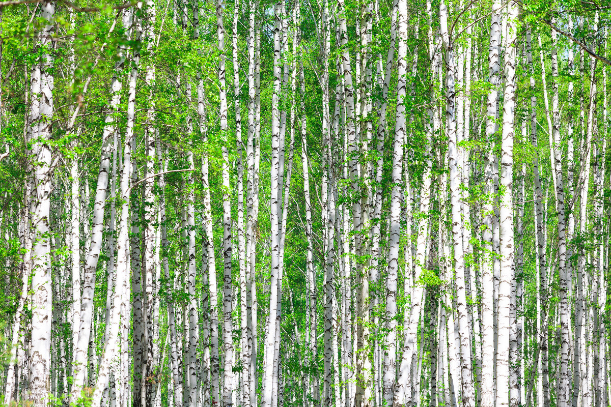 modern-3-piece-acrylic-print-the-birch-forest