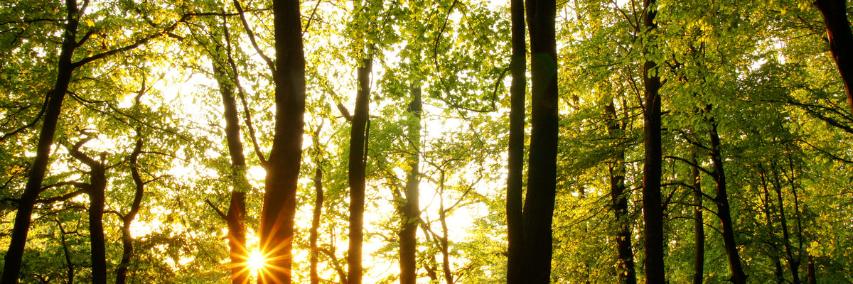 panoramic-3-piece-aluminium-print-sunset-between-trees-panorama