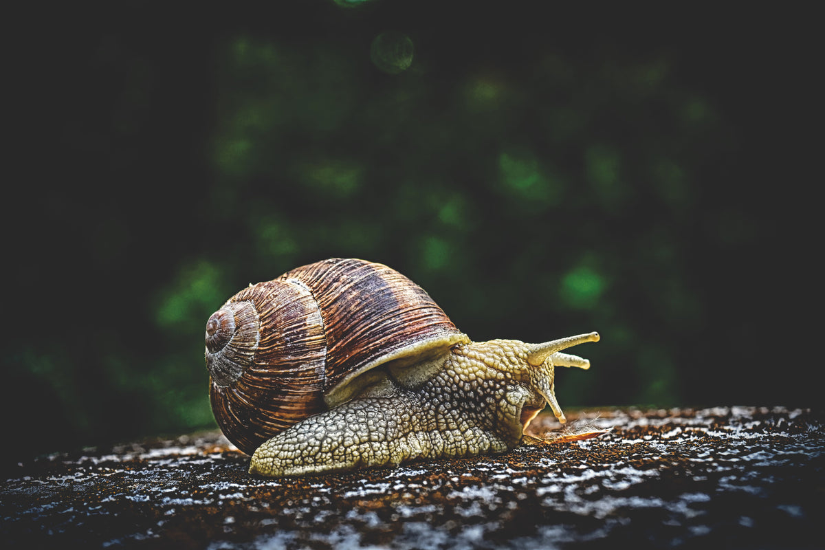 3-piece-aluminium-print-snail-xxl