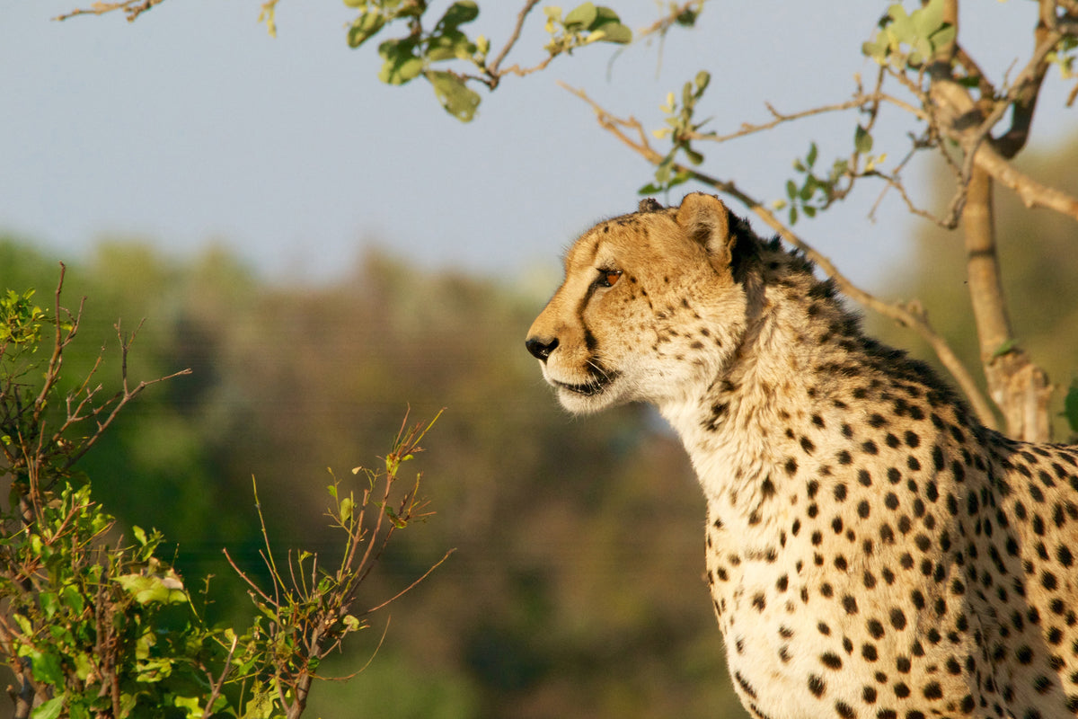 3-piece-aluminium-print-cheetah-in-nature