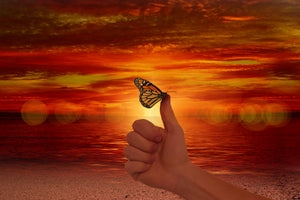 3-piece-aluminium-print-the-butterfly-in-the-evening-light