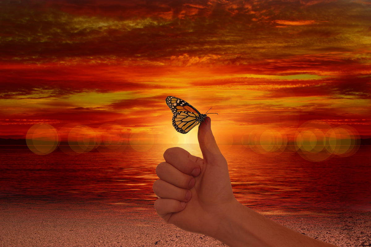 3-piece-aluminium-print-the-butterfly-in-the-evening-light
