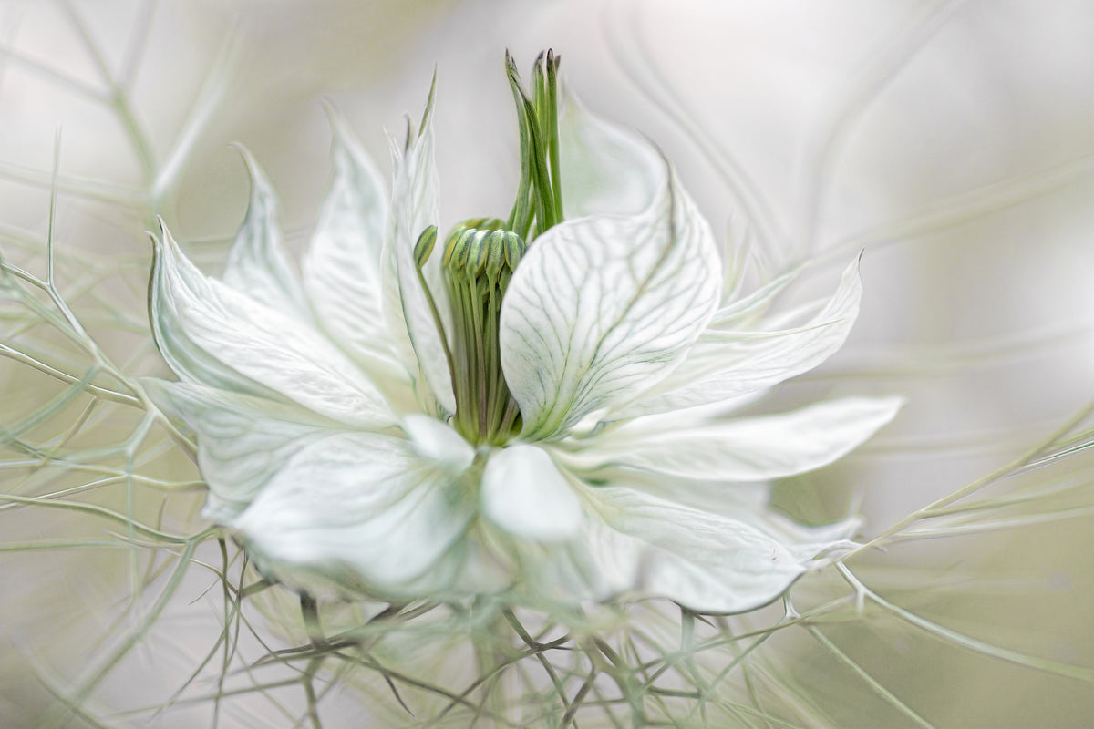 framedposter-print-nigella-xdf
