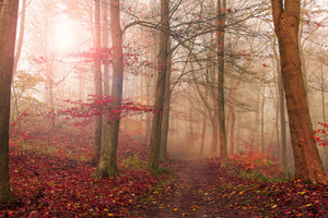 framedcanvas-print-forest-scene-x