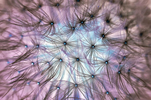 3-piece-aluminium-print-dandelion-in-the-light-play