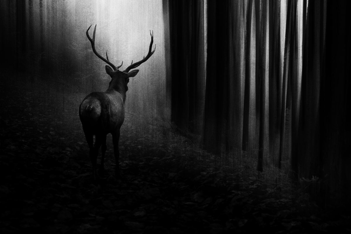framedposter-print-stag