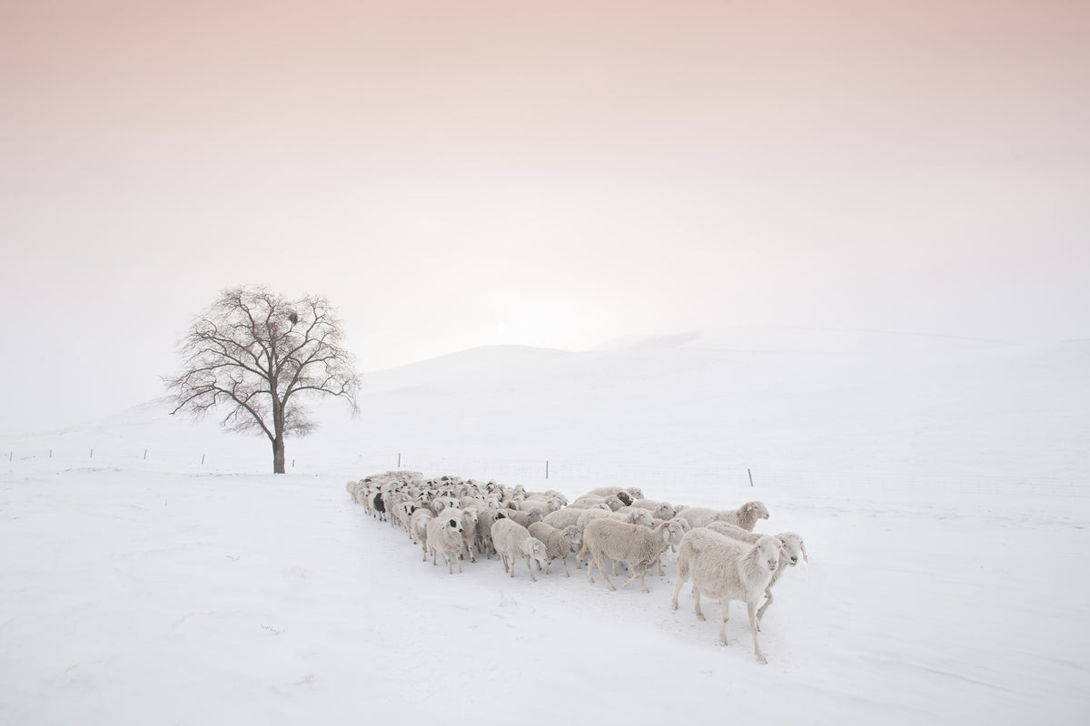 framedcanvas-print-flock-looking-for-food-x