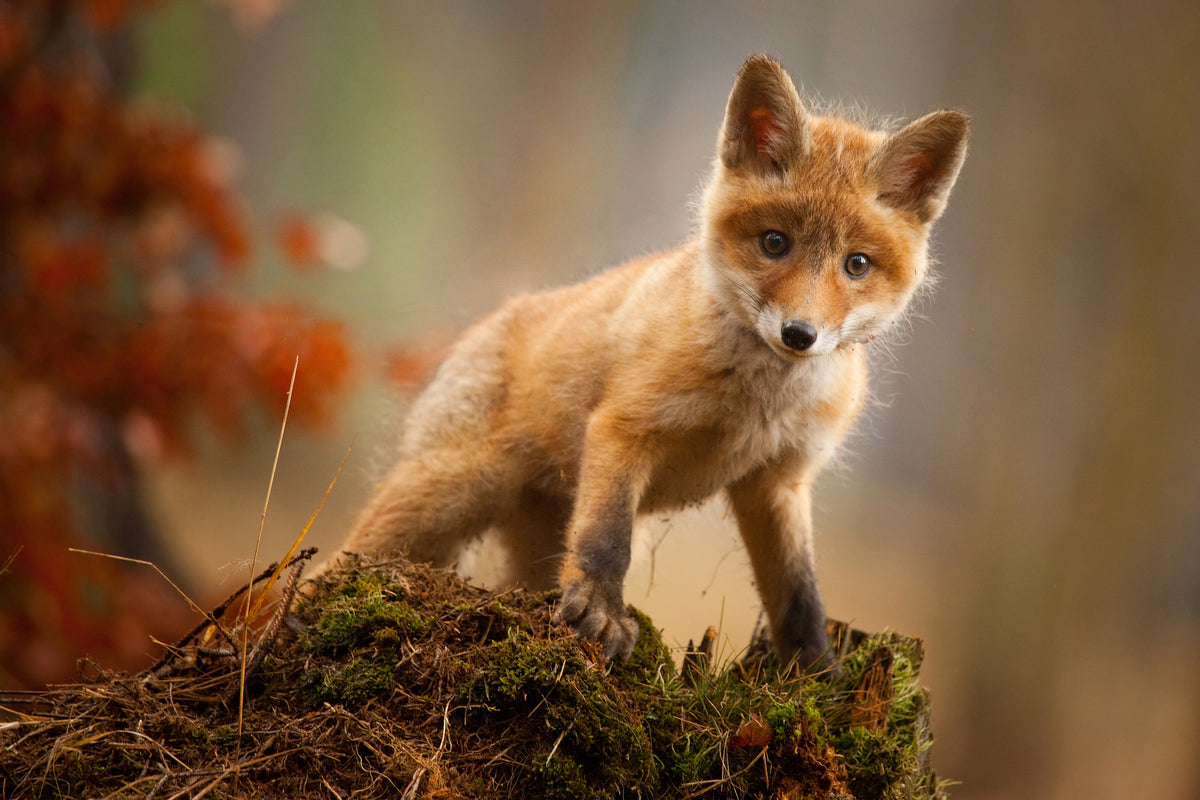 canvas-print-fox