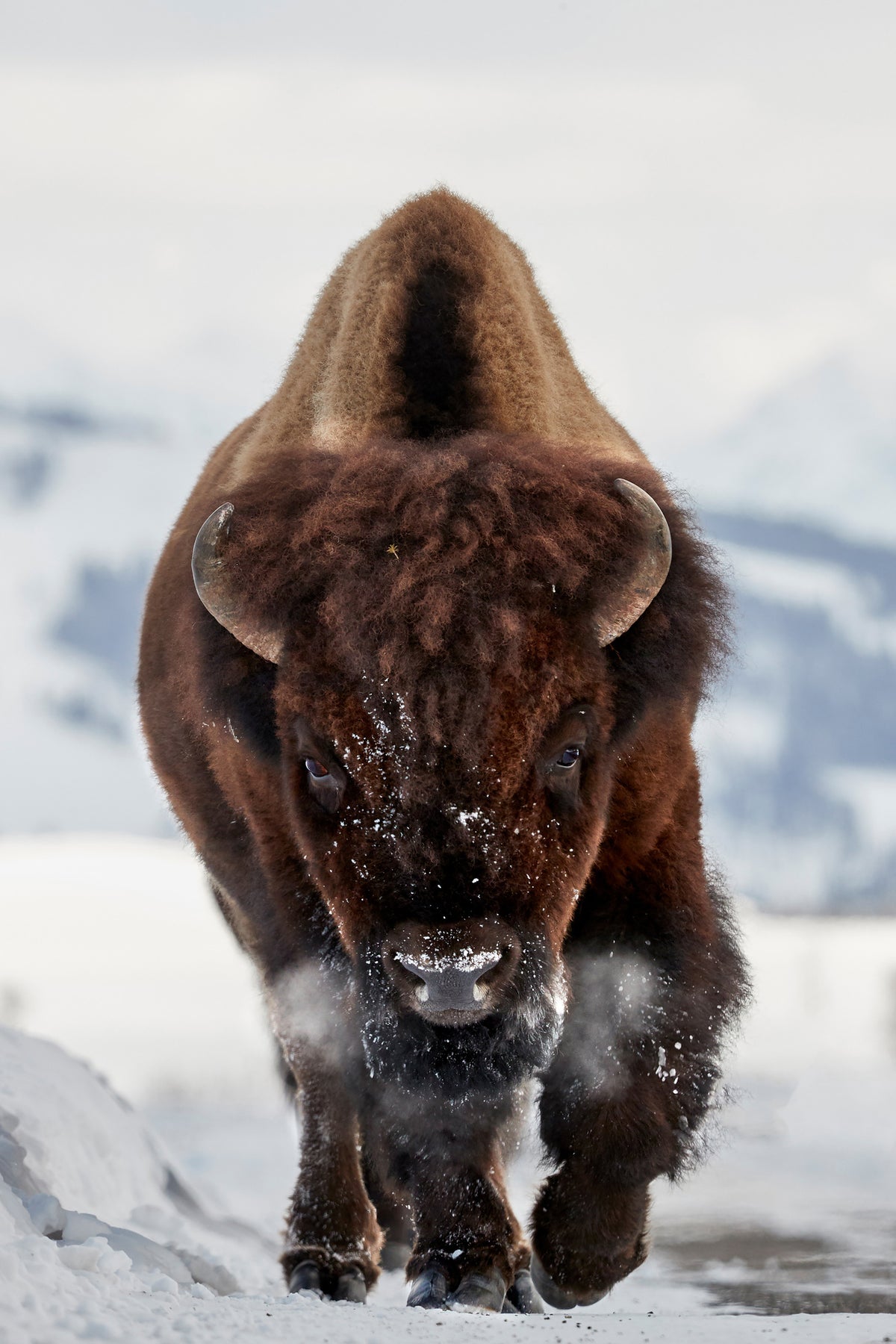framedcanvas-print-bison-incoming-x