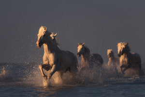 framedcanvas-print-horses-in-sunset-light-x