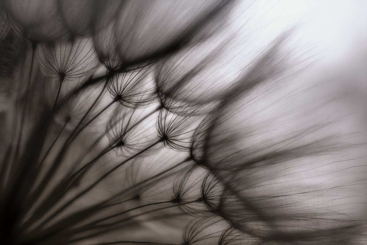 acrylic-print-dandelion-p