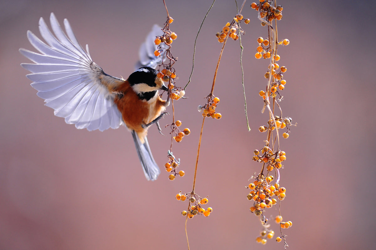 3-piece-canvas-print-bird-in-action