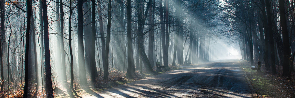 panoramic-acrylic-print-forest-in-the-light-beam-panorama