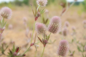 poster-print-delicate-flowers