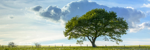 panoramic-poster-print-spring-tree-panorama