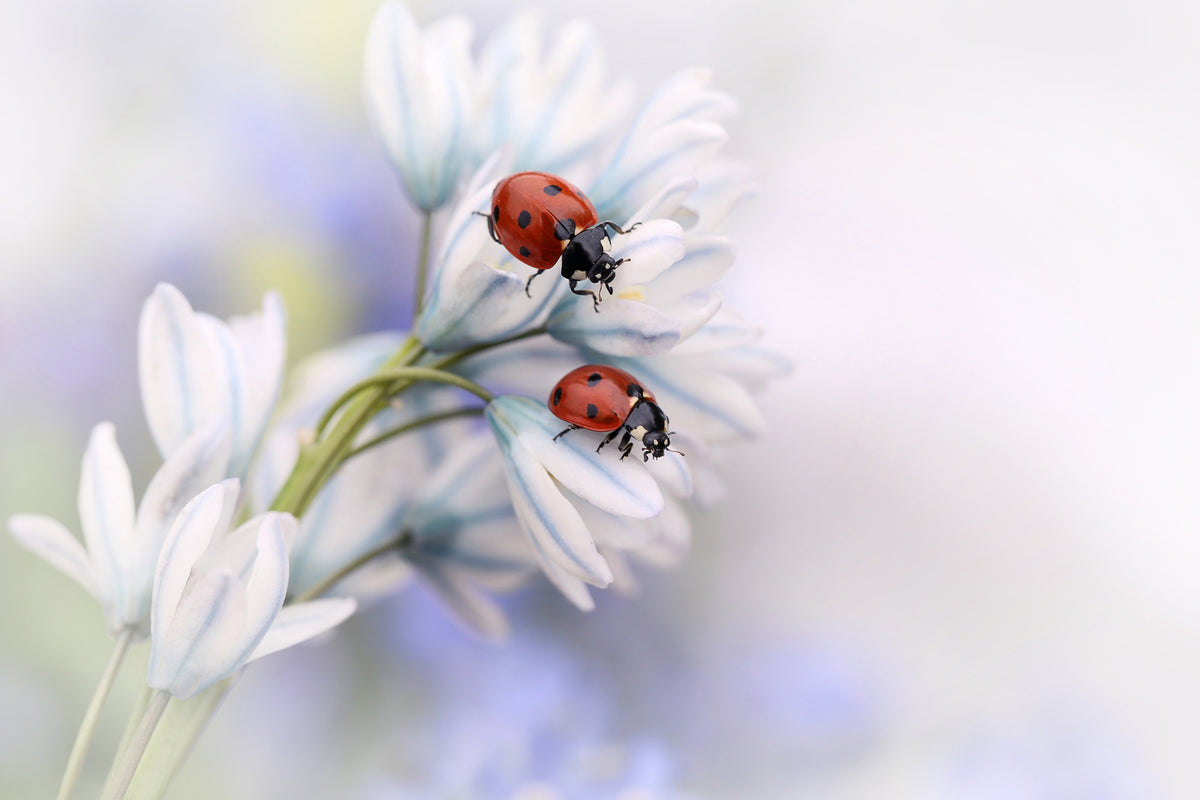 acrylic-print-ladybirds