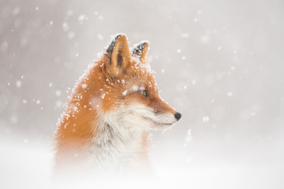 aluminium-print-snow-is-fallingab-x