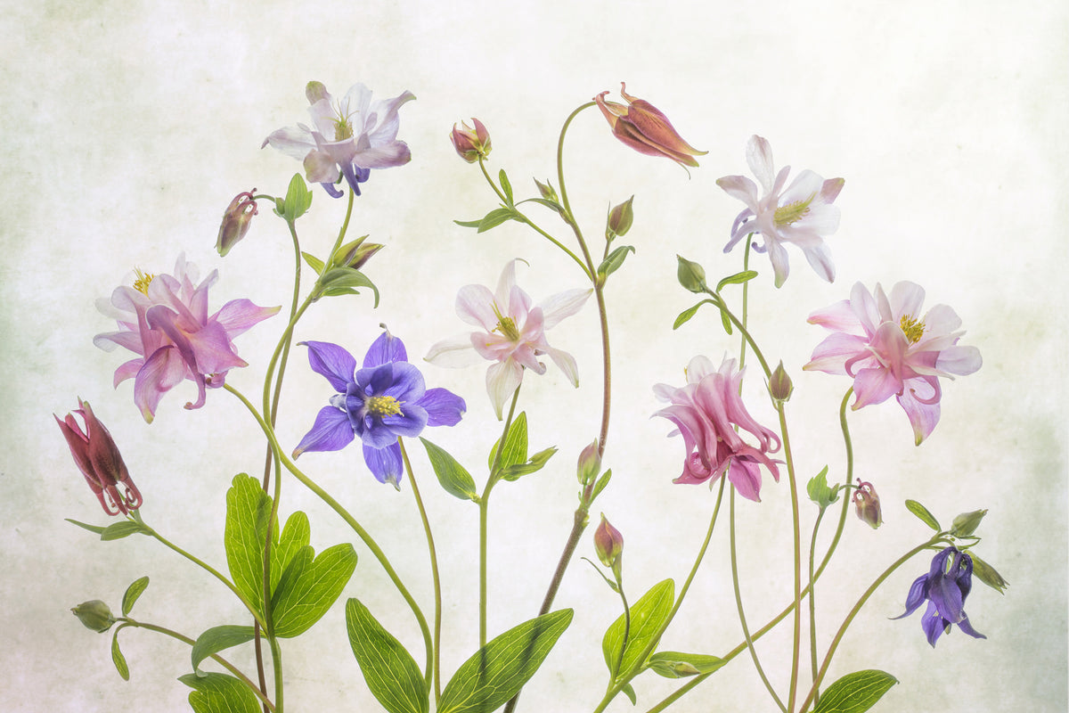 3-piece-aluminium-print-columbine