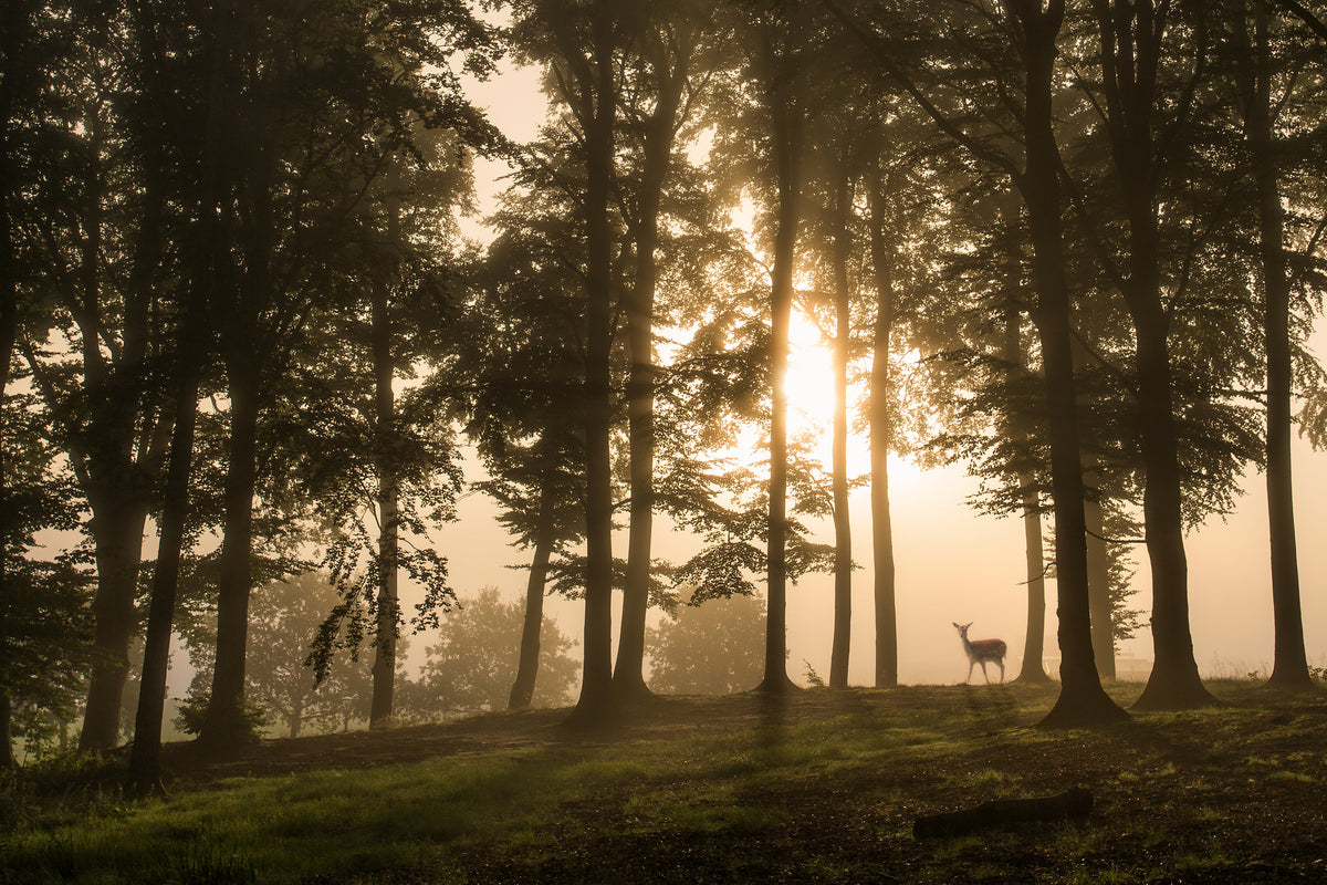 framedposter-print-deer-in-the-morning-mist