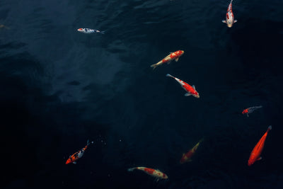 poster-print-fish-in-the-pond