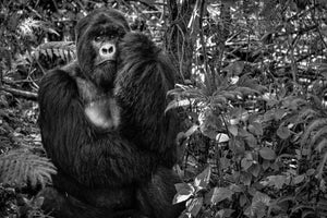 canvas-print-kwitonda-silverback
