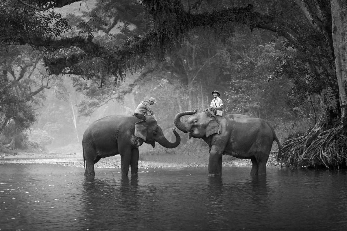 aluminium-print-two-elephants