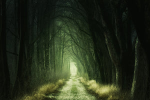 3-piece-canvas-print-mysterious-forest-iii