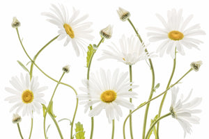 poster-print-ox-eye-daisies