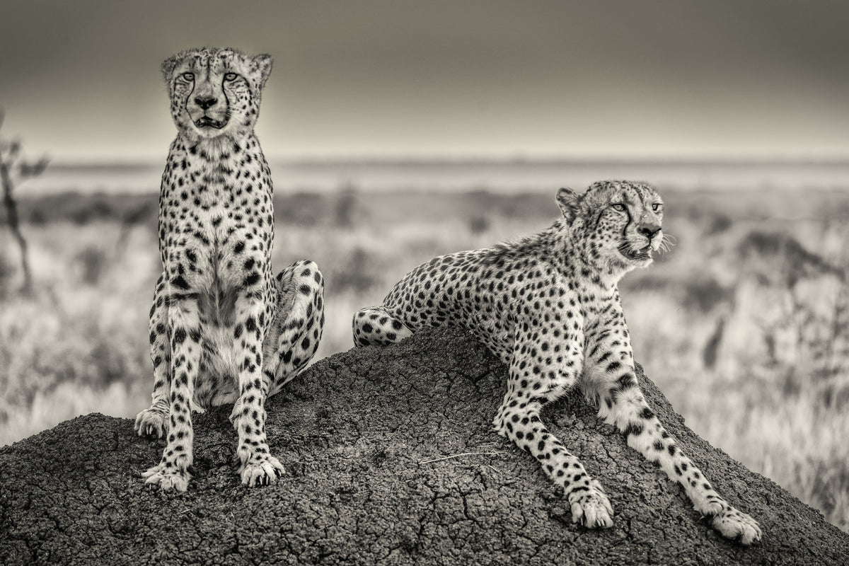 framedcanvas-print-two-cheetahs-watching-out