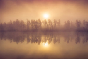 poster-print-tree-line-x