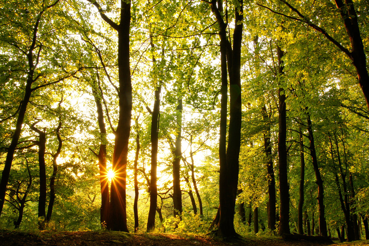 canvas-print-sunset-between-trees