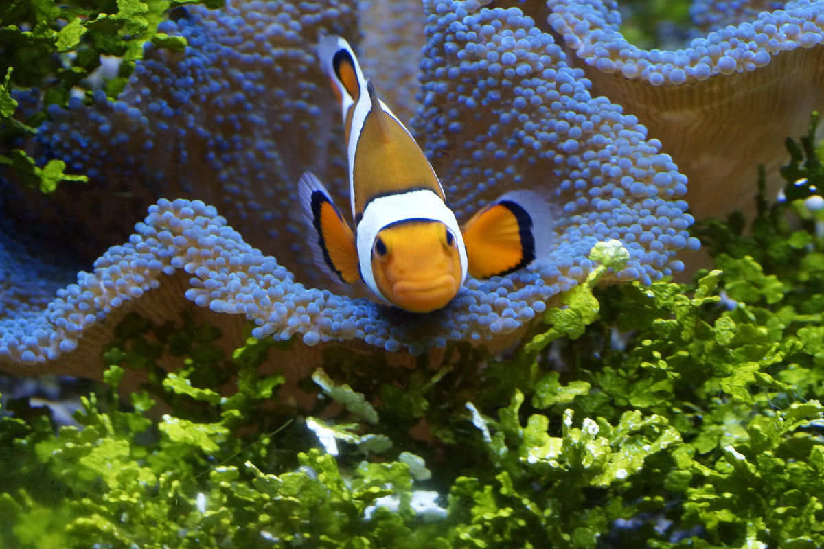 aluminium-print-cute-clownfish