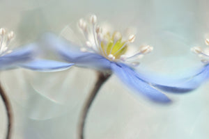 poster-print-dancing-anemones