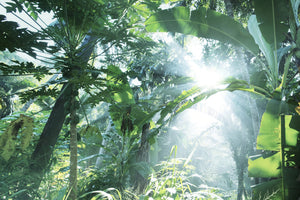 3-piece-canvas-print-jungle-star