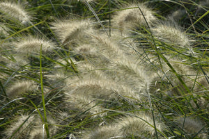 acrylic-print-ornamental-grass-in-the-wind