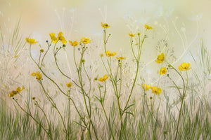poster-print-good-morning-xid