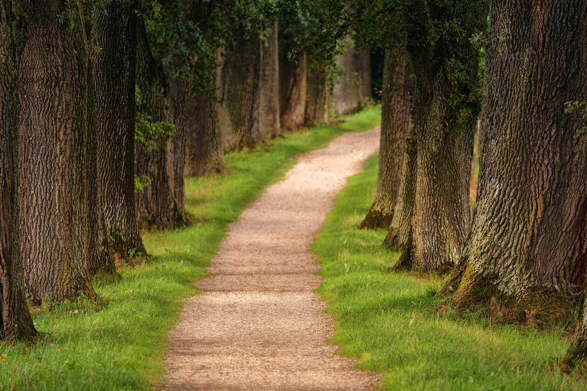 modern-3-piece-acrylic-print-a-path-in-the-forest