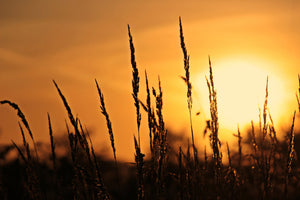 acrylic-print-sunrise-on-the-field