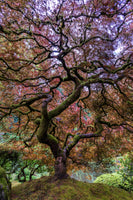 framedposter-print-japanese-maple-tree