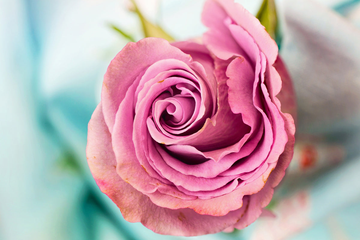 canvas-print-roseblossom-in-pink
