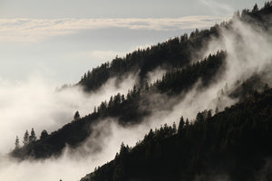 framedposter-print-fog-in-the-woods