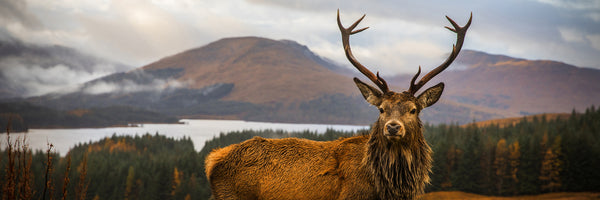 panoramic-acrylic-print-scottish-stag-panorama