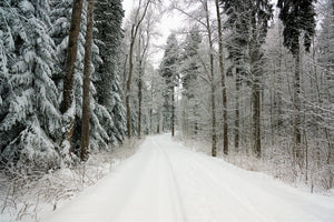 poster-print-snow-in-the-forest
