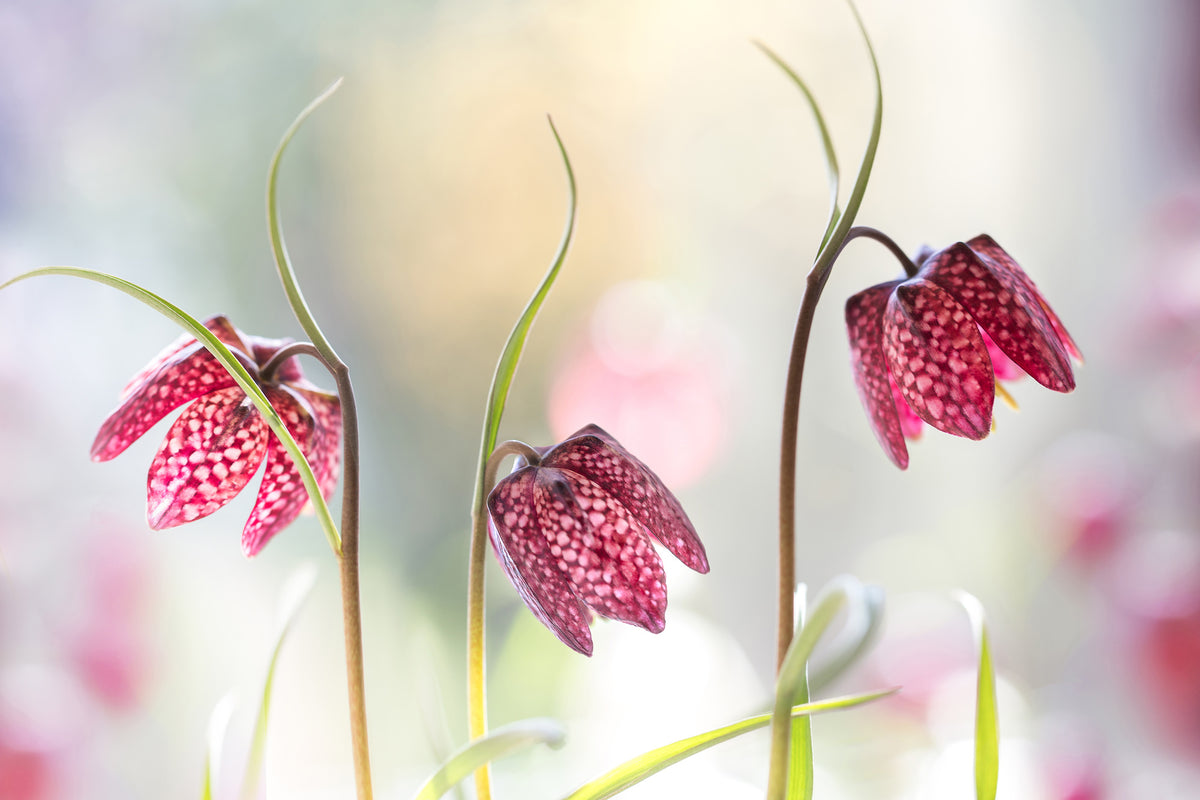 acrylic-print-snakes-head-fritillary-x